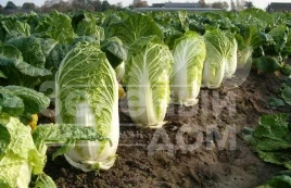 Семена капусты пекинской Юки F1 / Yuki F1, 65-70 дней купить оптом и в розницу в Украине по выгодной цене