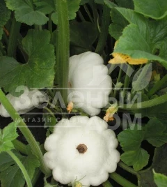 Семена патиссона Патинова / Patinova,45-50 дней купить оптом и в розницу в Украине по выгодной цене