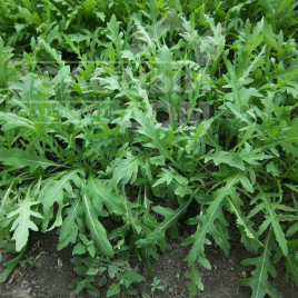 Насіння руколи Вайлд Рокет / Wild Rocket купити оптом і в роздріб в Україні за вигідною ціною