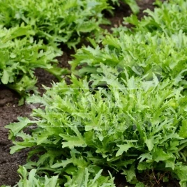 Семена рукколы Синоп / Sinope купить оптом и в розницу в Украине по выгодной цене