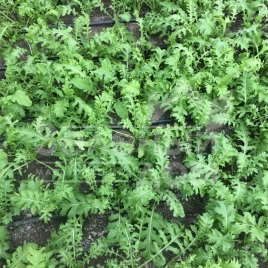 Семена рукколы Рева / Reva купить оптом и в розницу в Украине по выгодной цене