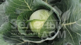 Семена капусты белокочанной Байонет F1 / Bajonet F1,83 дня купить оптом и в розницу в Украине по выгодной цене