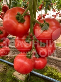 Семена томатов Масуми F1 / Masumi F1 купить оптом и в розницу в Украине по выгодной цене
