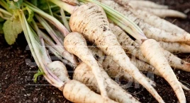 Семена пастернака Длинный белый / Dlouhy bily,150-160 дней купить оптом и в розницу в Украине по выгодной цене