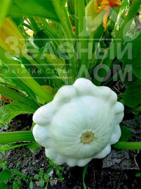 Насіння патисону Сноудіск F1 / Snowdisc F1,40-45 днів купити оптом і в роздріб в Україні за вигідною ціною