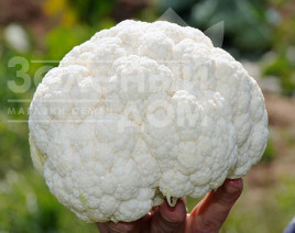 Насіння капусти цвітної Клаптон F1 / Clapton F1,80-85 днів  купити оптом і в роздріб в Україні за вигідною ціною