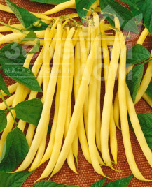 Насіння спаржевої квасолі Аідаголд / Aidagold купити оптом і в роздріб в Україні за вигідною ціною