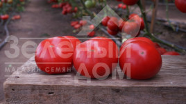 Насіння томатів Макан F1 / Macan F1,55 днів купити оптом і в роздріб в Україні за вигідною ціною