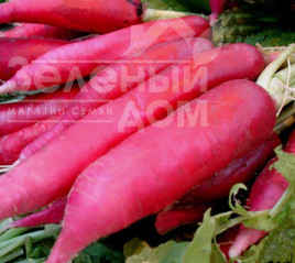 Насіння редьки Астор (BN 26) / Astor (BN 26) купити оптом і в роздріб в Україні за вигідною ціною