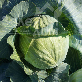 Насіння капусти білокачанної Еластор F1 / Elastor F1,115-125 днів купити оптом і в роздріб в Україні за вигідною ціною