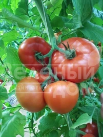 Семена томатов Сигнора F1 / Signora F1,65-70 дней купить оптом и в розницу в Украине по выгодной цене