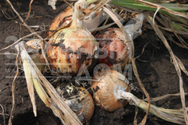 Цибуля ріпчаста Тітан F1 / Titan F1, 130-135 днів купити оптом і в роздріб в Україні за вигідною ціною