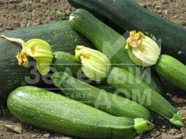 Семена кабачков Династия F1 / Dynasty F1 купить оптом и в розницу в Украине по выгодной цене