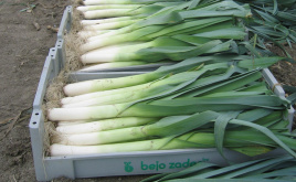 Цибуля порей Колумбус / Columbus,85-90 днів купити оптом і в роздріб в Україні за вигідною ціною