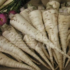 Семена петрушки Орбис / Orbis купить оптом и в розницу в Украине по выгодной цене