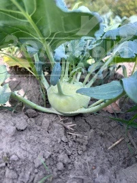 Семена капусты кольраби Квик Стар F1 / Kvik Star F1 купить оптом и в розницу в Украине по выгодной цене