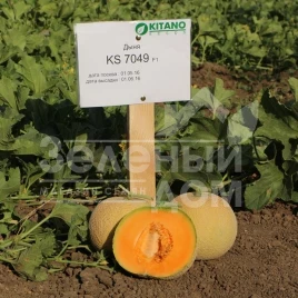 Семена дыни КС 7049 F1 / KS 7049 F1,75-80 дней купить оптом и в розницу в Украине по выгодной цене