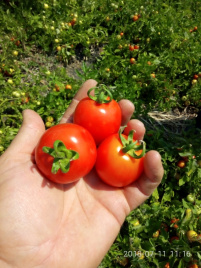 Насіння томатів Кентавр F1 / Centaur F1, 95-100 днів купити оптом і в роздріб в Україні за вигідною ціною