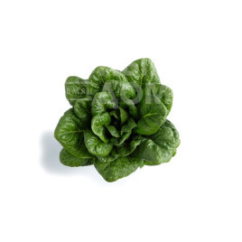 Салат Одона / Odona  купити оптом і в роздріб в Україні за вигідною ціною