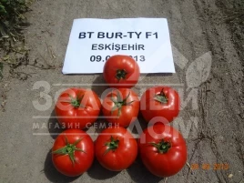 Семена томатов Бурти F1 / Burti F1,70-75 дней купить оптом и в розницу в Украине по выгодной цене