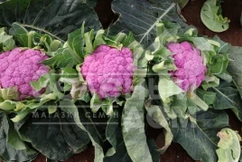 Семена капусты цветной Лавендер F1 / Lavender F1, 65-90 дней купить оптом и в розницу в Украине по выгодной цене