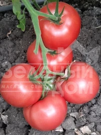 Семена томатов Бэлтон F1 / Belton F1, 65-67 дней купить оптом и в розницу в Украине по выгодной цене