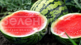 Насіння кавуна Преміум F1 / Premium F1 купити оптом і в роздріб в Україні за вигідною ціною