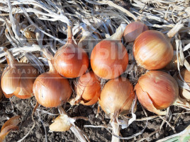 Цибуля ріпчаста Отаман F1 / Otaman F1, 105-110 днів купити оптом і в роздріб в Україні за вигідною ціною
