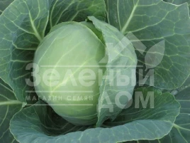 Семена капусты белокочанной Мавунор F1 / Mavunor F1,80-85 дней купить оптом и в розницу в Украине по выгодной цене