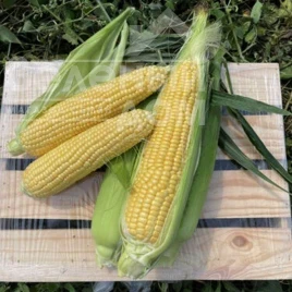 Насіння кукурудзи Світ Лакі F1 / Sweet Lucky F1,70-72 дні купити оптом і в роздріб в Україні за вигідною ціною