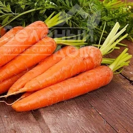 Насіння моркви Червона бояриня / Red Boyari купити оптом і в роздріб в Україні за вигідною ціною