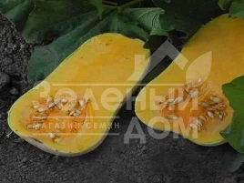 Семена тыквы ЮГ 205 F1 / UG 205 F1,120-125 дней купить оптом и в розницу в Украине по выгодной цене