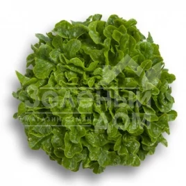 Семена салата Гумбольдт / Humboldt купить оптом и в розницу в Украине по выгодной цене