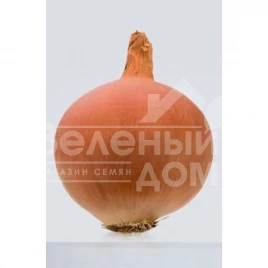 Лук репчатый Леоне / Leone, 115 -120 дней купить оптом и в розницу в Украине по выгодной цене