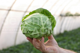 Насіння капусти білокачанної Заріссіма F1 / Zarissima F1,48-52 днів купити оптом і в роздріб в Україні за вигідною ціною