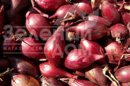 Цибуля ріпчаста Кармінка / Karminka,110-120 днів купити оптом і в роздріб в Україні за вигідною ціною