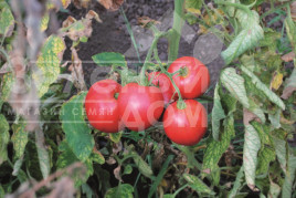 Насіння томатів До-ре-мі F1 / Do-re-mi F1 купити оптом і в роздріб в Україні за вигідною ціною