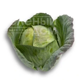 Насіння капусти білокачанної Селма F1 / Selma F1, 100-110 днів купити оптом і в роздріб в Україні за вигідною ціною