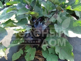 Семена баклажана Лаура / Laura,100-110 дней купить оптом и в розницу в Украине по выгодной цене