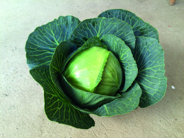 Насіння капусти білокачанної Алтос F1 / Altos F1 купити оптом і в роздріб в Україні за вигідною ціною