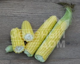 Семена кукурузы 1708 F1 / 1708 F1,78 дней купить оптом и в розницу в Украине по выгодной цене