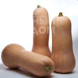 Семена тыквы Титан F1 / Titan F1, 95-105 дней купить оптом и в розницу в Украине по выгодной цене