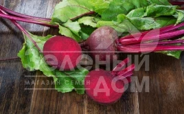 Семена свеклы Бетина / Betina,120 дней купить оптом и в розницу в Украине по выгодной цене