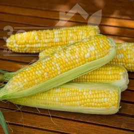 Семена кукурузы Биколор F1 / Bikolor F1, 74-76 дней купить оптом и в розницу в Украине по выгодной цене