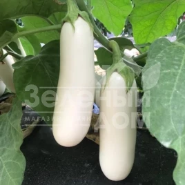 Семена баклажана ЦРХ 50153 / CRX 50153 F1,65-70 дней купить оптом и в розницу в Украине по выгодной цене