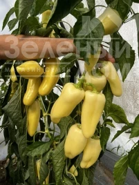 Насіння солодкого перцю ТС 09-0373 F1 / TS 09-0373 F1, 55 днів купити оптом і в роздріб в Україні за вигідною ціною