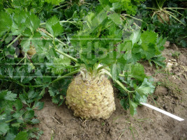 Насіння селери Астерікс F1 / Asterix F1, 130 днів купити оптом і в роздріб в Україні за вигідною ціною