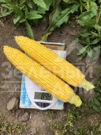 Семена кукурузы 1980 F1 / 1980 F1,78 дней купить оптом и в розницу в Украине по выгодной цене