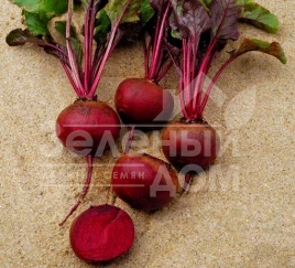 Семена свеклы Камаро F1 / Kamaro F1,105-110 дней купить оптом и в розницу в Украине по выгодной цене