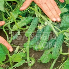 Семена огурцов Пучини F1 / Puccini F1,45 дней купить оптом и в розницу в Украине по выгодной цене